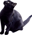装飾：黒猫が上を見上げてる様子