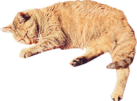 装飾：茶色の猫が寝ている様子