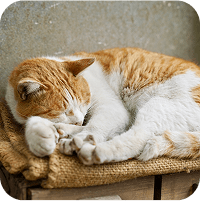 イメージ：体を丸めて寝ている猫