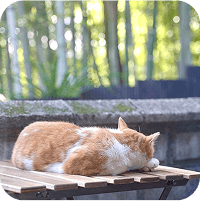 イメージ：こちらに体を向けて猫が寝ています