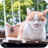 イメージ：寝ている猫の顔が正面から見えます