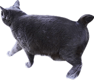 装飾：黒い猫