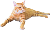 装飾：茶色い猫