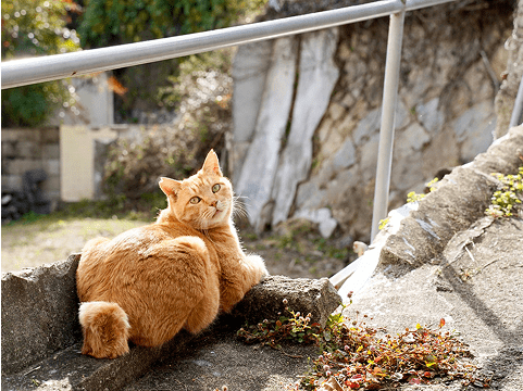 イメージ：伏せをする猫がこちらを振り向いている様子